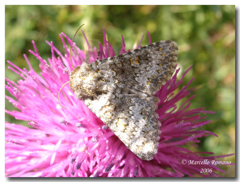 Hecatera dysodea (Lep. Noctuidae)